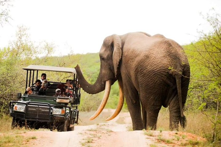 Kruger National Park Wild Safari Adventure 3days 2night - Photo 1 of 10